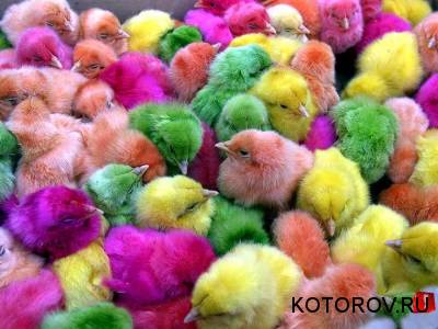 Разноцветные птенцы