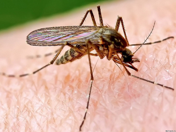 Комары несут явную пользу окружающей среде