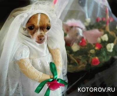 Собачья свадьба