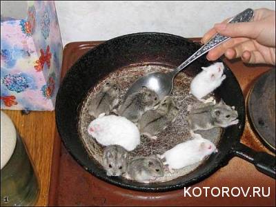 Мыши на сковороде