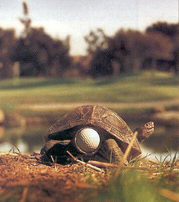 Черепаха и гольф