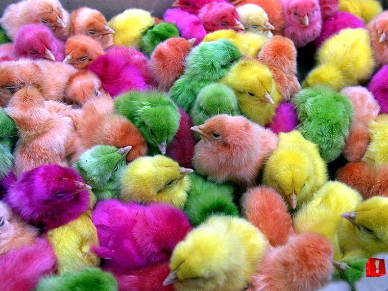 Разноцветные птенцы