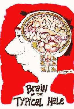 Мозг мужчины