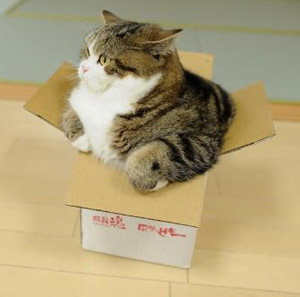 Кошка выбирает коробку, руководствуясь обычной привычкой